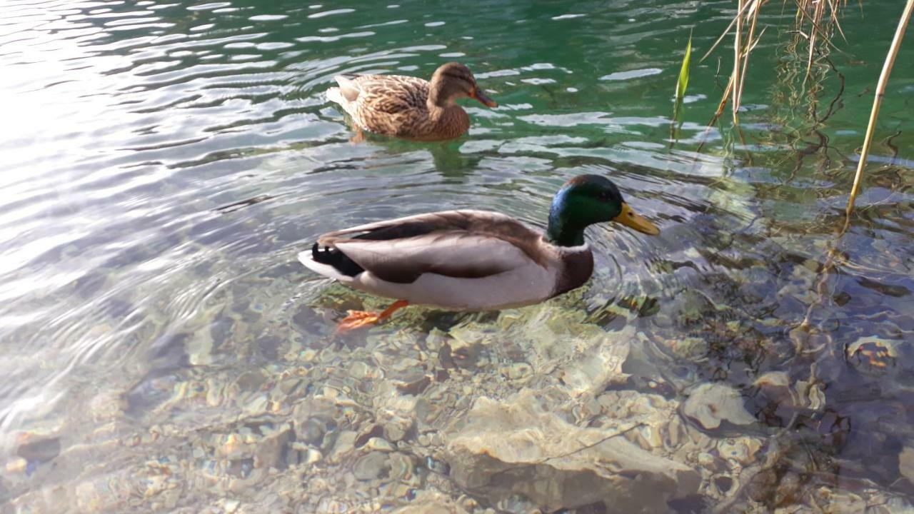 Home, Plitvice Lakes National Park * Plitvicka Jezera